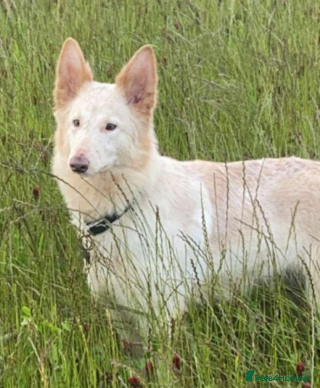 German Shepherd dogs for sale: Three beautiful kc german shepherd pups - Image 3