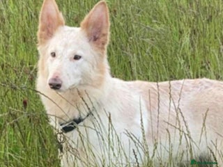 German Shepherd dogs - Advert 20