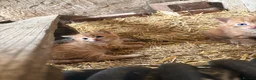 Mixed Breed cats for sale: Kittens looking for forever home! - Advert 11