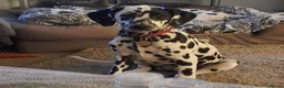 Dalmatian dogs for sale: Dalmatian puppy in Bourne - Advert 2