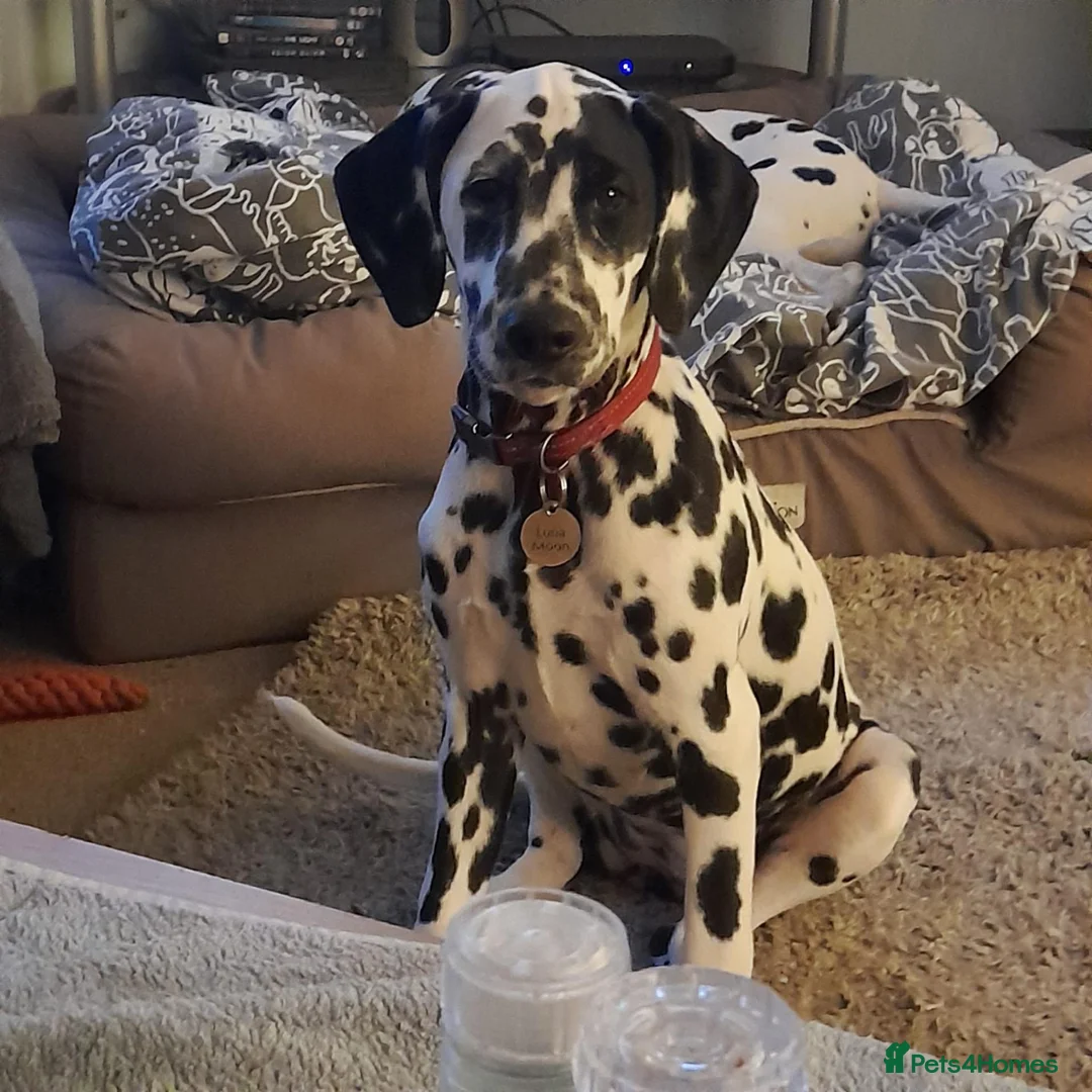 Dalmatian dogs for sale: Dalmatian puppy in Bourne - Advert 2