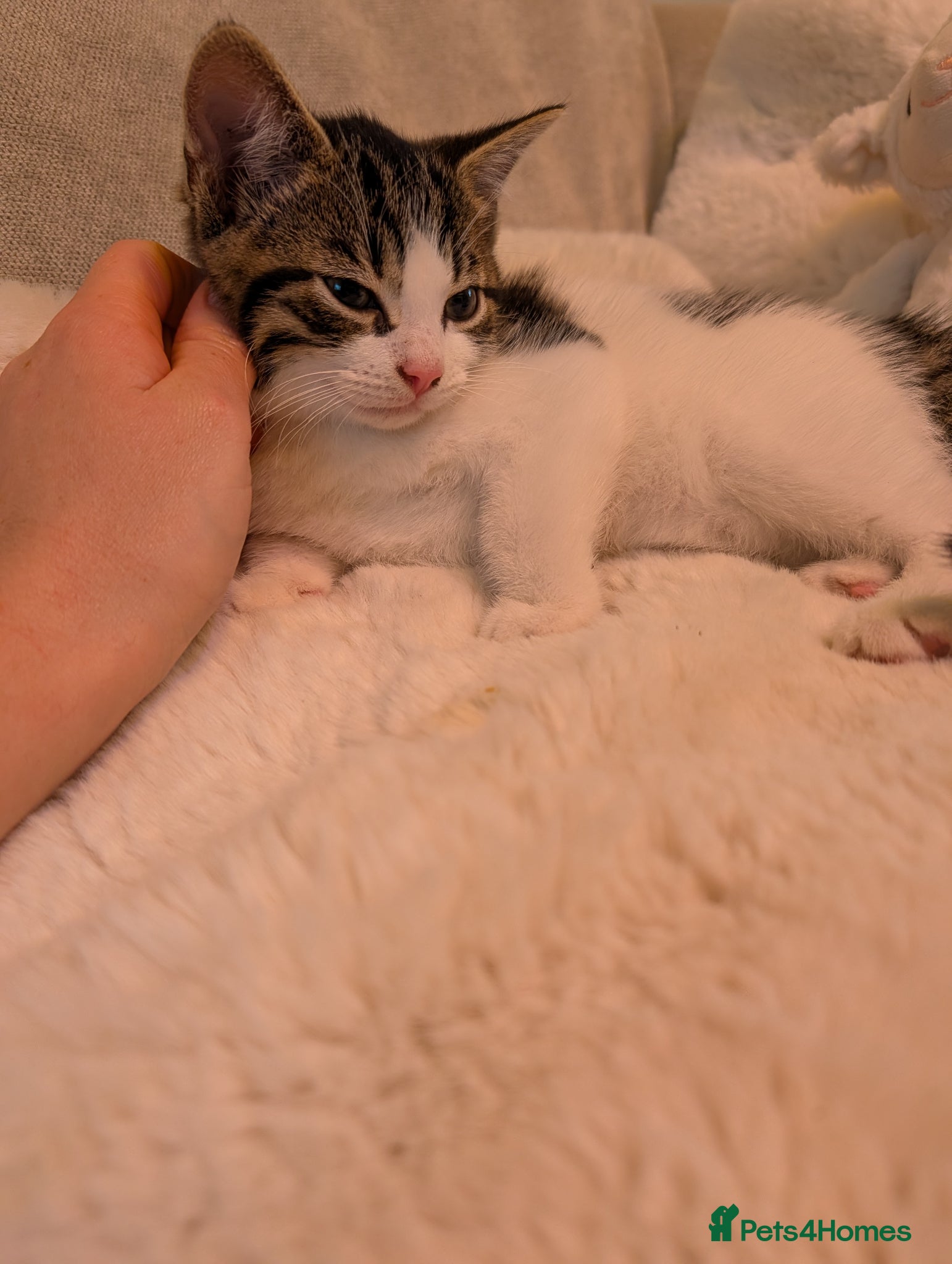 Mixed Breed cats Kitten Looking for a Loving Home - Advert 1