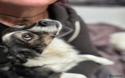 Mixed Breed dogs for adoption: ❤️ Meet Kara - Advert 2