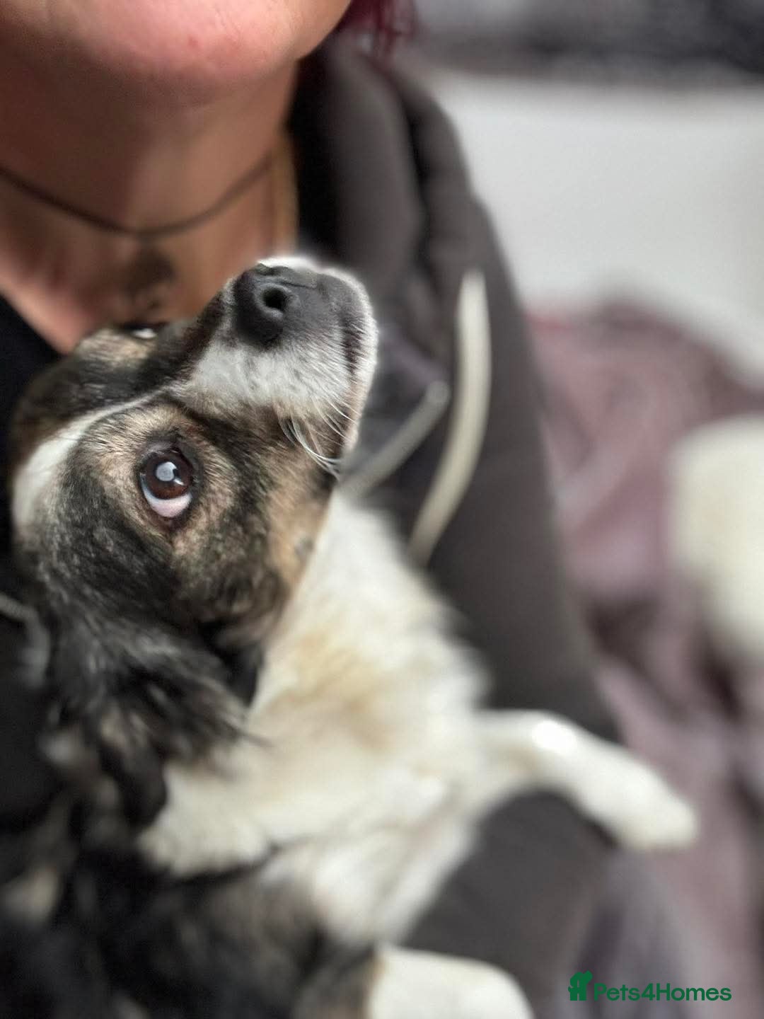 Mixed Breed dogs for adoption: ❤️ Meet Kara - Advert 2