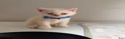 Scottish Fold cats for sale: ⭐️ 5 Beautiful Scottish Folds! ⭐️ - Advert 33