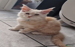 Maine Coon cats for sale: Beautiful Fluffy Maine Coon Kittens - Image 12