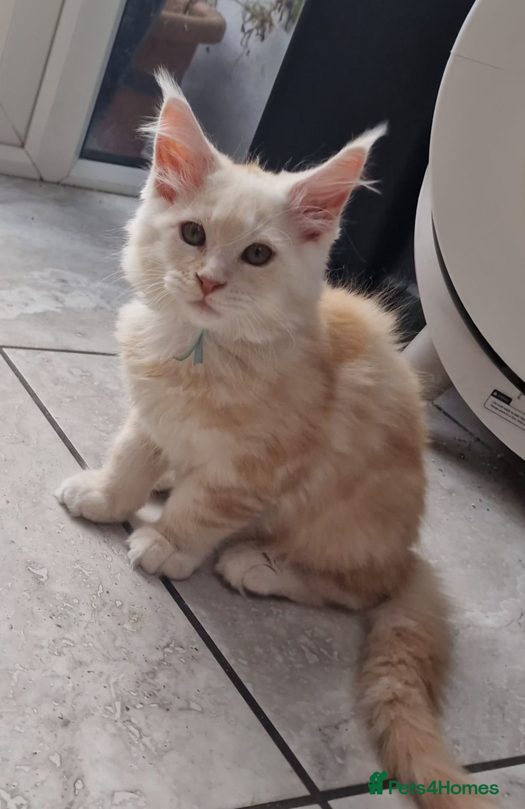 Maine Coon cats for sale: Beautiful Fluffy Maine Coon Kittens - Image 12