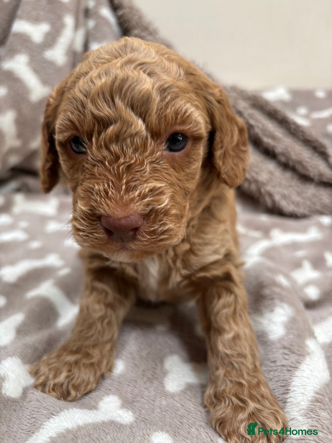 Cockapoo dogs for sale: Adorable cockapoo puppies for sale  - Image 8