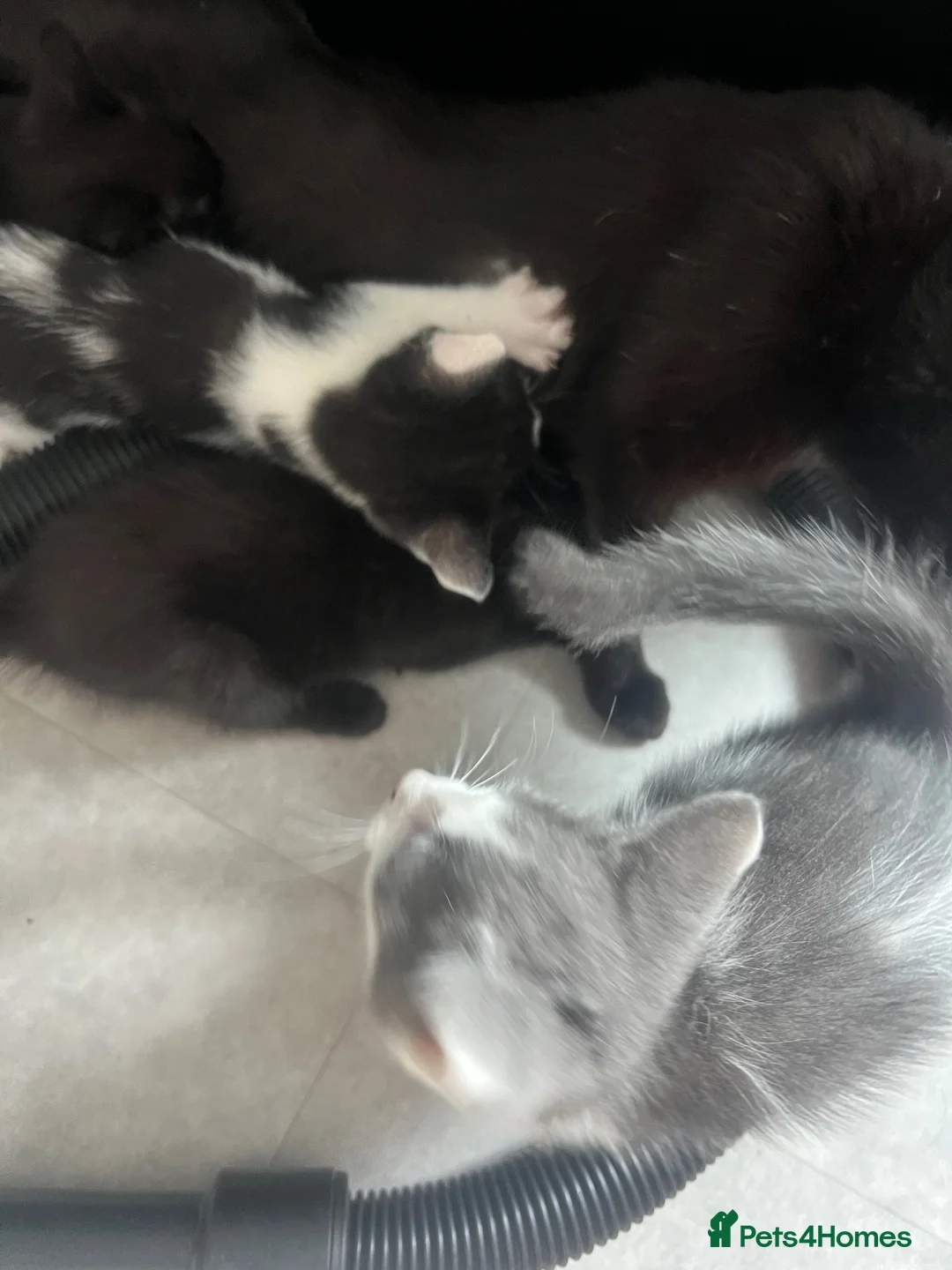 Mixed Breed cats for sale: Kittens ready to go £50 - Advert 2