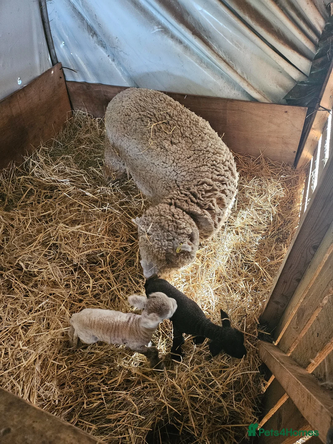 Gallery Image {{count}}