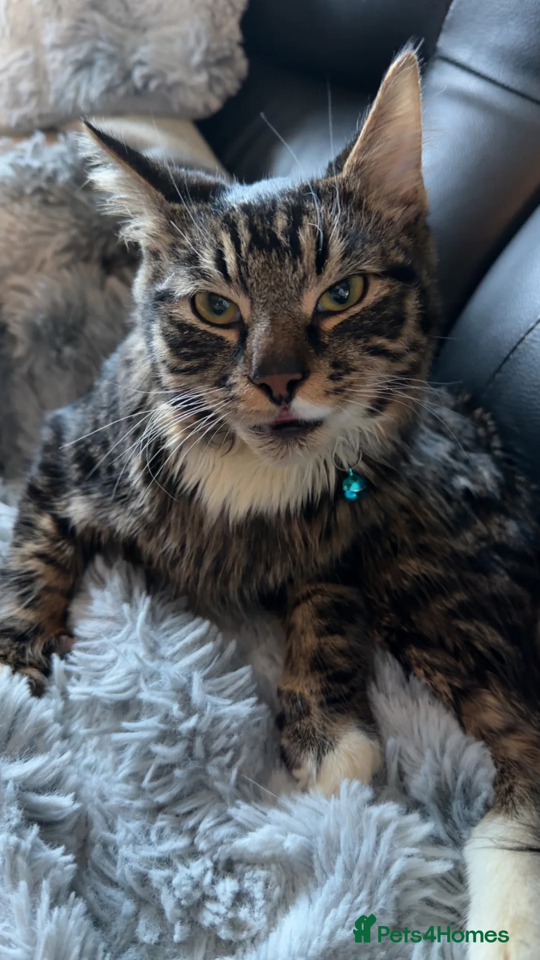 Mixed Breed cats for stud: Fluffy tabby cross Maine coon  in Birkenhead - Advert 2