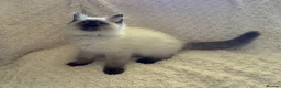 Ragdoll cats for sale: Stunning Ragdoll kittens - Advert 27