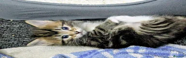 Mixed Breed 6