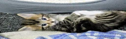 Mixed Breed cats for sale: Gorgeous Tabby Kittens for sale Ready June 17 - Advert 33