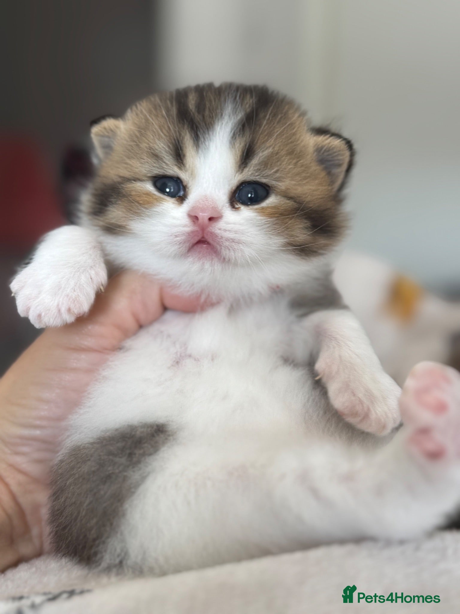 British Shorthair cats Brown Black ticked tabby white TICA reg - Advert 5