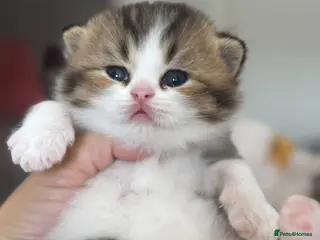 British Shorthair cats Brown Black ticked tabby white TICA reg - Advert 5