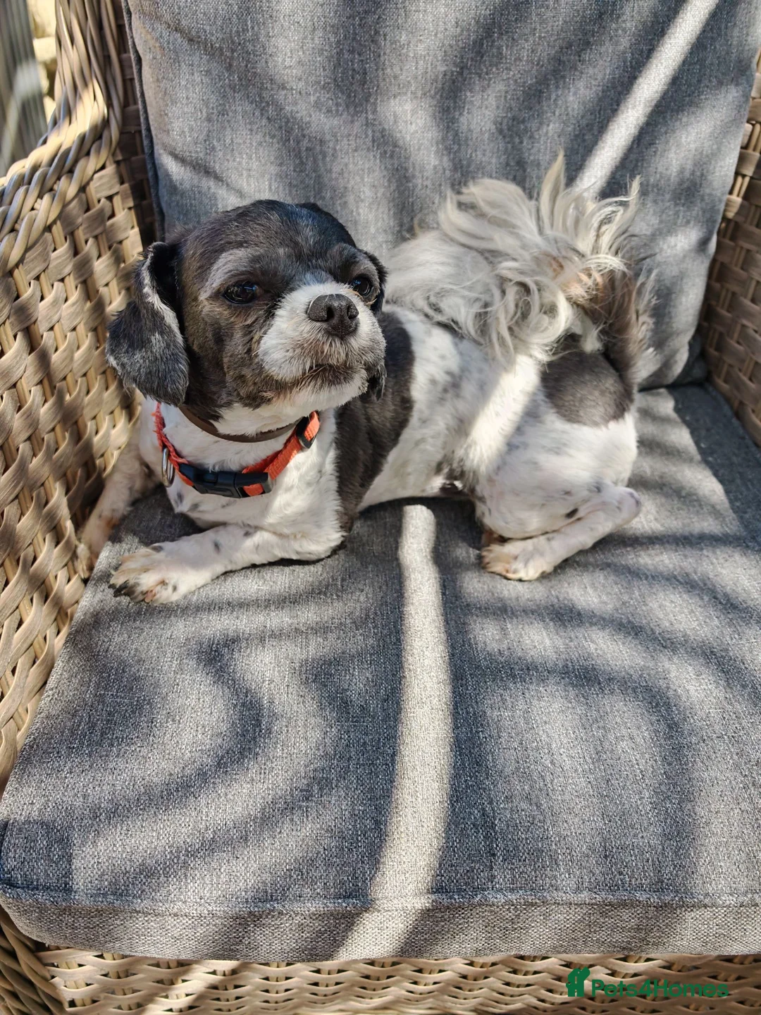 Shih Tzu dogs for sale: Shih tzu - Advert 3