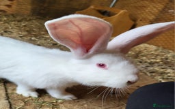 Continental Giant rabbits for sale: Continental giant buns only 2 left  - Image 3