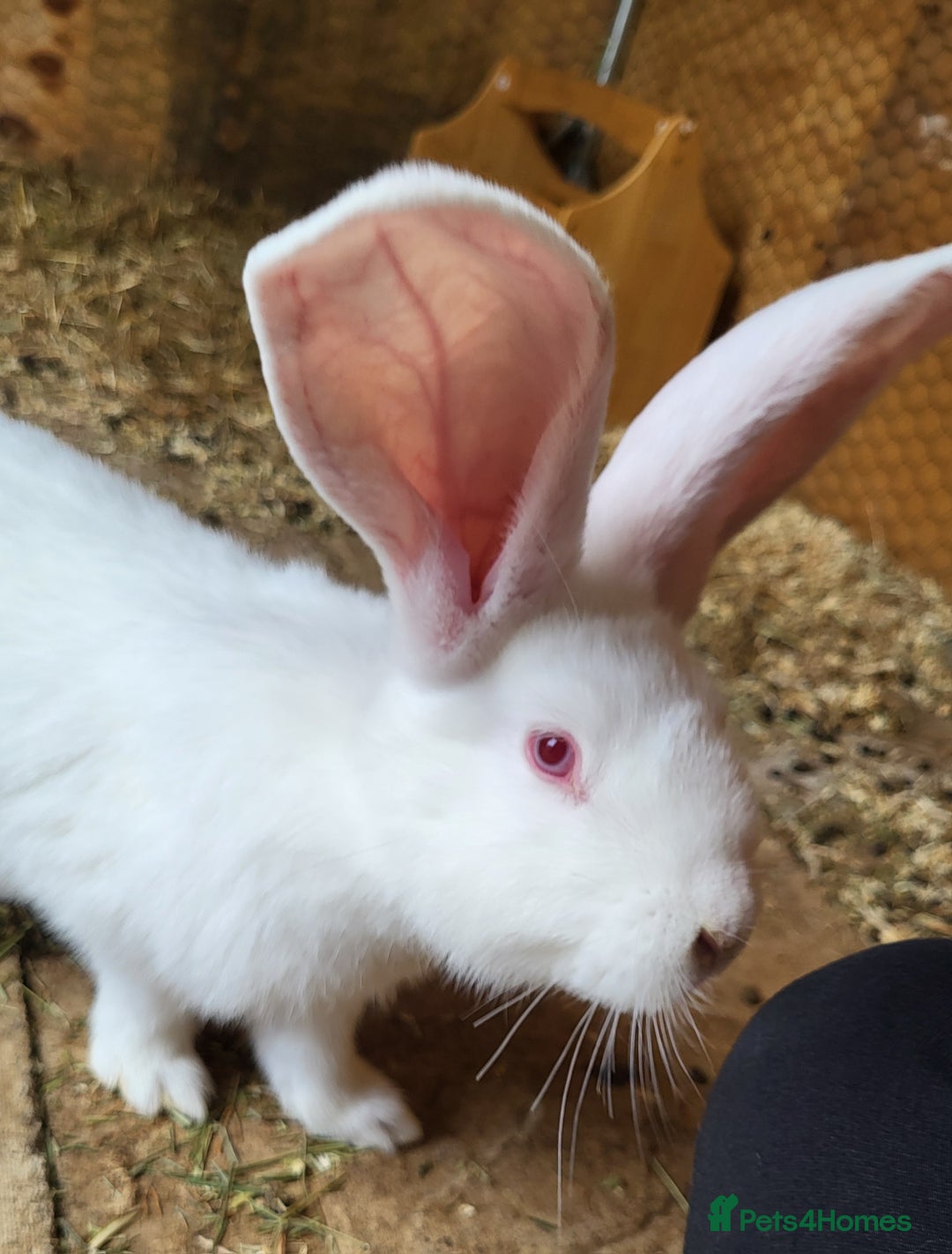 Continental Giant rabbits for sale: Continental giant buns only 2 left  - Image 3
