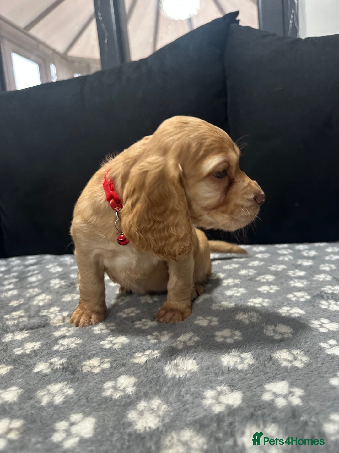 Cocker Spaniel dogs for sale: 3 beautiful cocker spaniel puppies left  - Advert 36