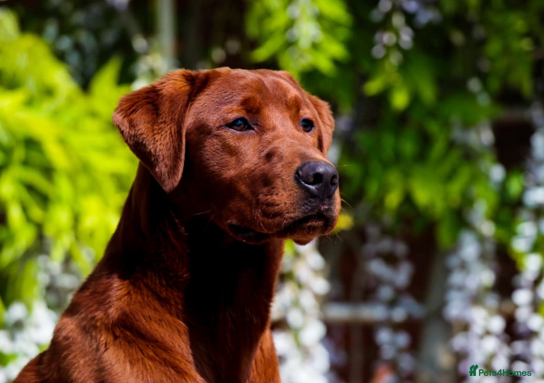 Labrador Retriever dogs for sale: Outstanding dark fox red Lab pups from FTCH lines - Image 10