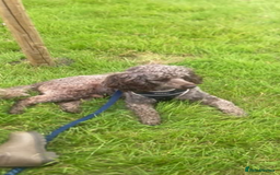 Cockapoo dogs for sale: Beautiful litter of chocolate cockapoo puppies  - Advert 21