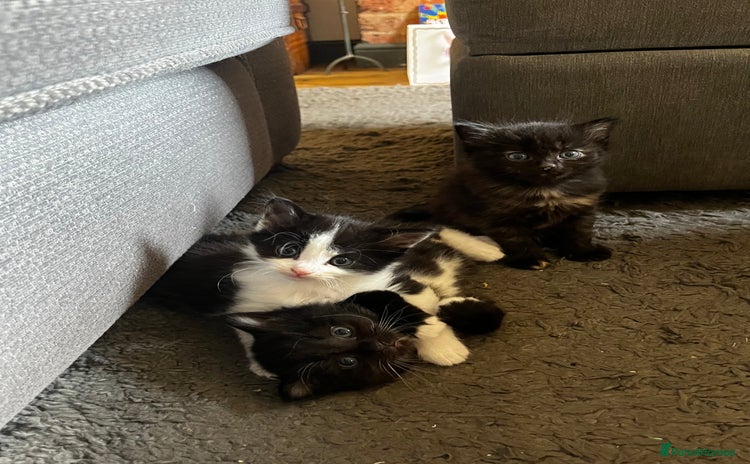 Mixed Breed cats - Advert 1