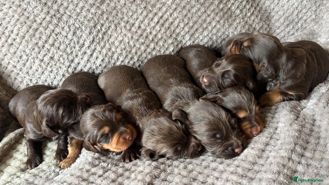 Cocker Spaniel dogs for sale: Working Cocker Spaniel Puppies - Advert 1