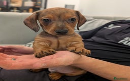 Miniature Dachshund dogs for sale: 2x miniature dachshunds - Image 8