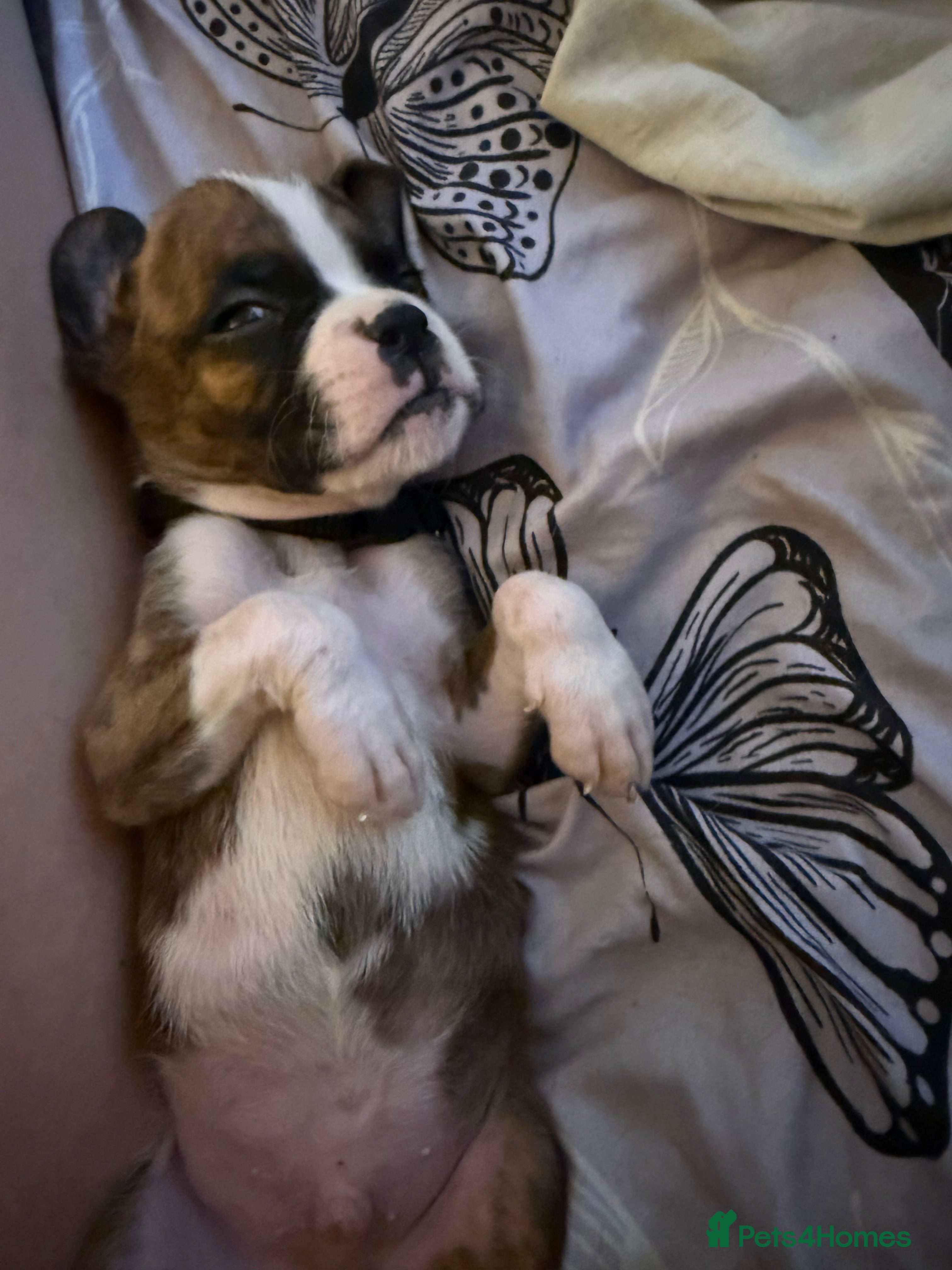 Boxer dogs Gorgeous K.C boxer pups for sale - Advert 2