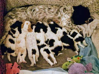 Cocker Spaniel dogs KC registered, health tested Cocker Spaniel litter - Advert 5