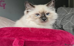 Ragdoll cats for sale: Blue Point Ragdoll Kittens for sale   - Image 4