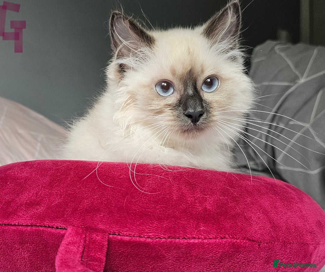 Ragdoll cats for sale: Blue Point Ragdoll Kittens for sale   - Image 4