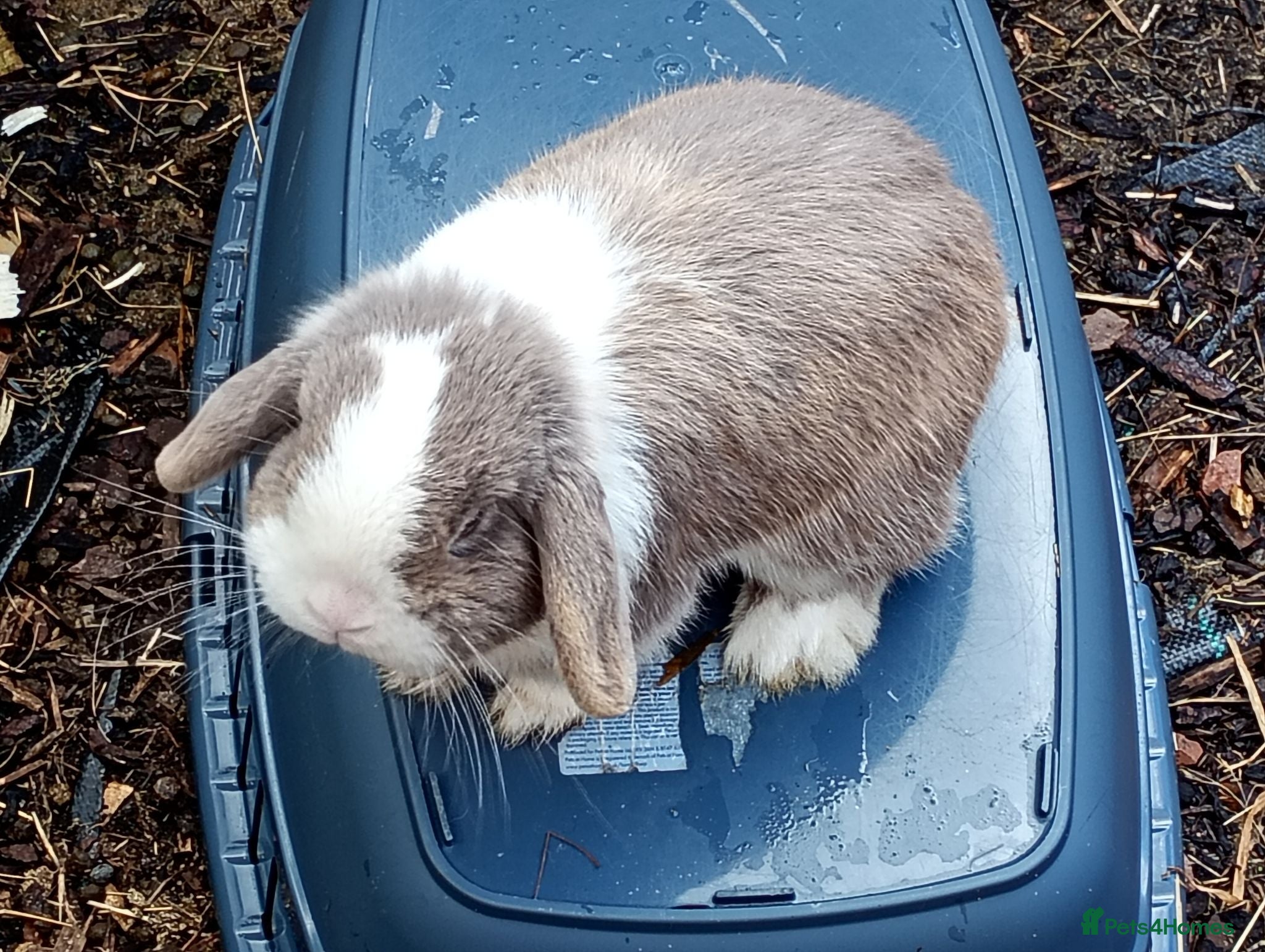 Mini Lop rabbits Gorgeous mini lop - Advert 2
