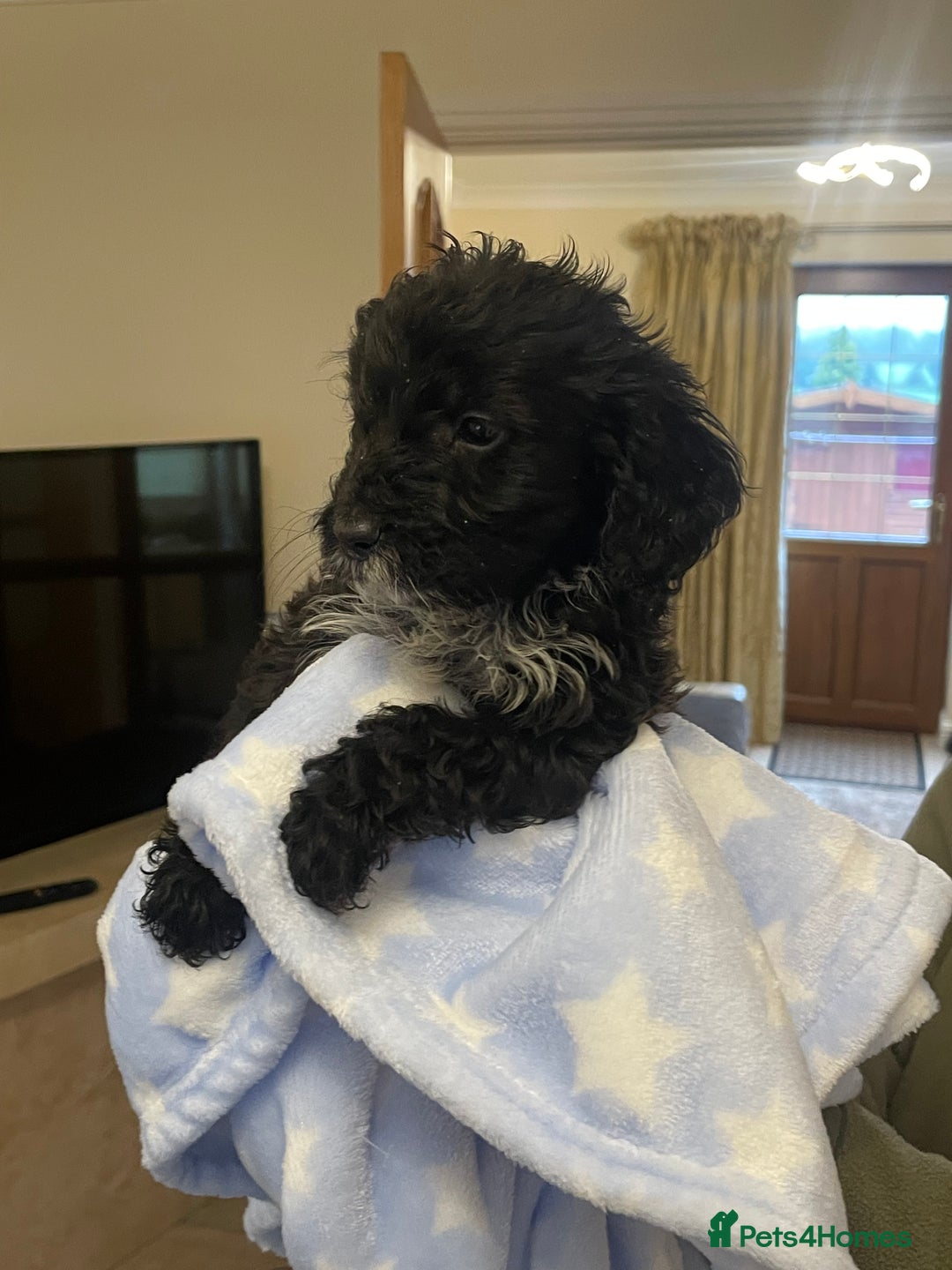 Cockapoo dogs for sale: 🐾 Beautiful Cockapoo Puppies for Sale 🐾 - Advert 7