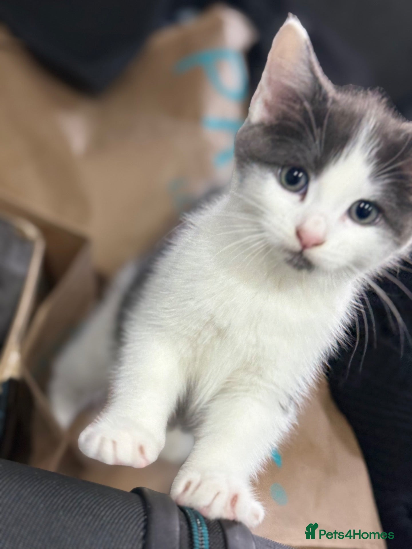 Mixed Breed cats Playful Litter of 4 *READY TO LEAVE NEXT WEEK* - Advert 1
