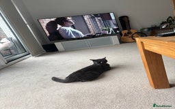 Russian Blue cats for sale: Gorgeous Russian 18 month male - Advert 7