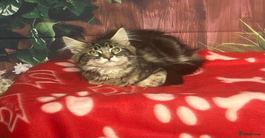 Maine Coon cats - Advert 5