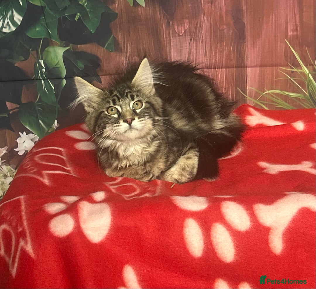 Maine Coon cats for sale: Maine Coon Kittens. Vaccinated. READY NOW  - Image 5