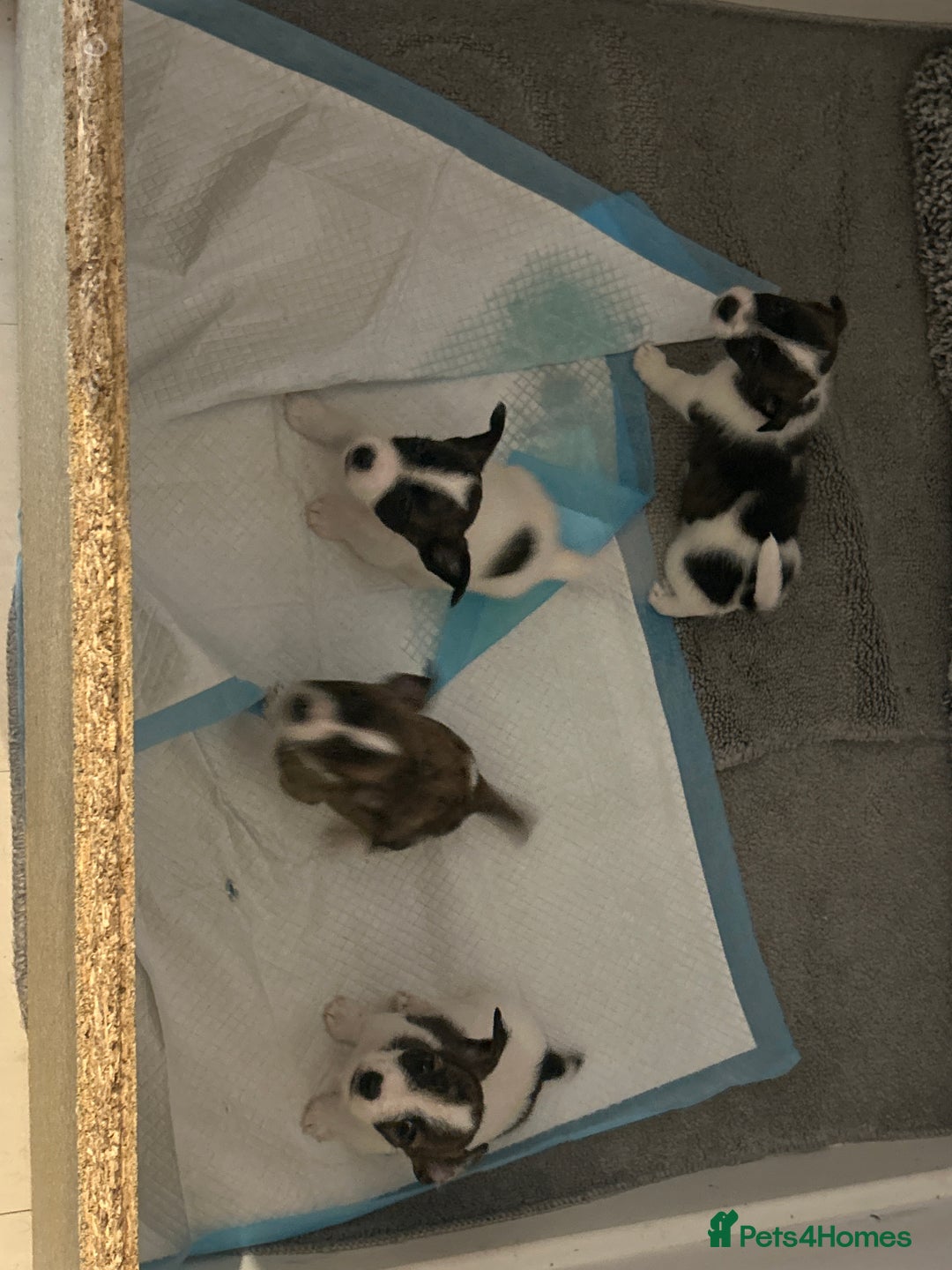 Jack Russell dogs for sale: Beautiful jack russle puppies - Image 20
