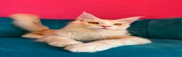 Maine Coon cats for sale: TICA Registered Red Shaded Maine Coon kitten - Advert 9