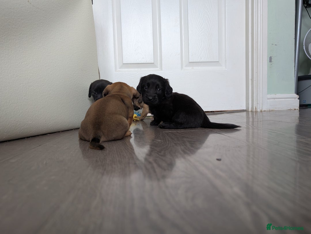 Dachshund dogs for sale: Dachshund x puppies male 2x long haired  - Image 16