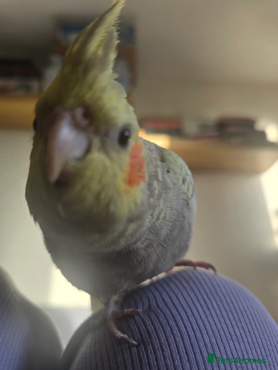 Cockatiels birds for sale: Cockatiel for sale (read description) - Advert 5