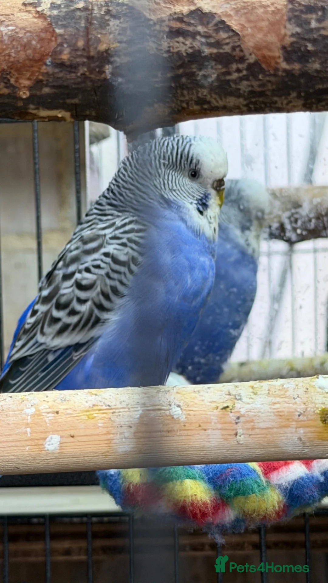 Budgerigars birds for sale: Two Friendly Female Budgies for Sale - Advert 6