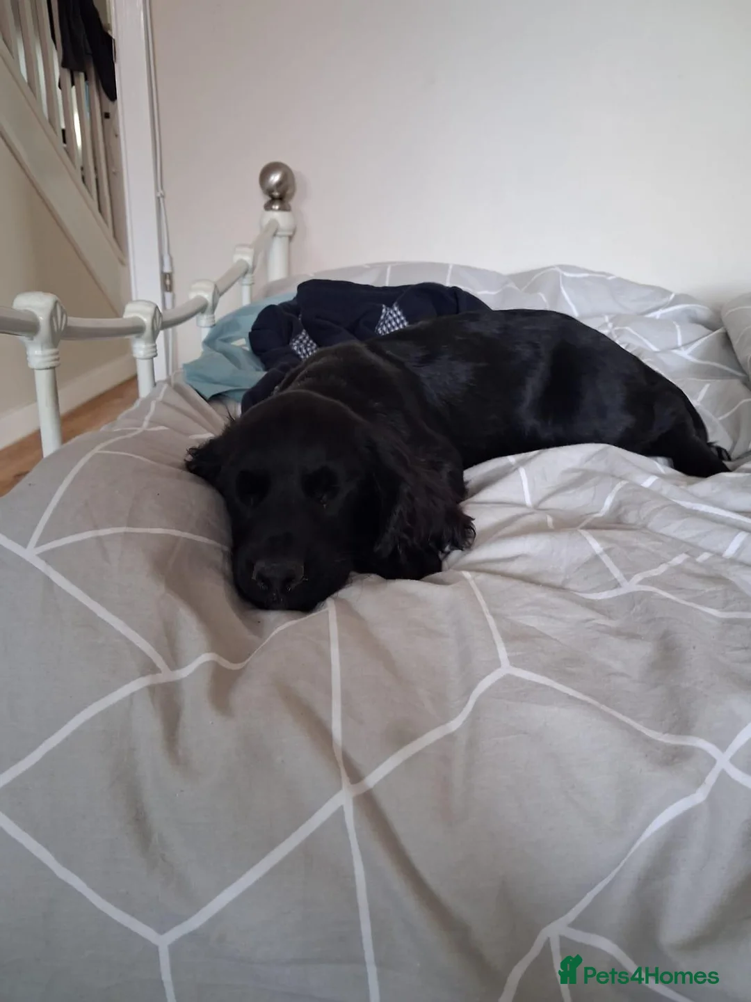 Cocker Spaniel dogs for sale: Nella - Advert 9