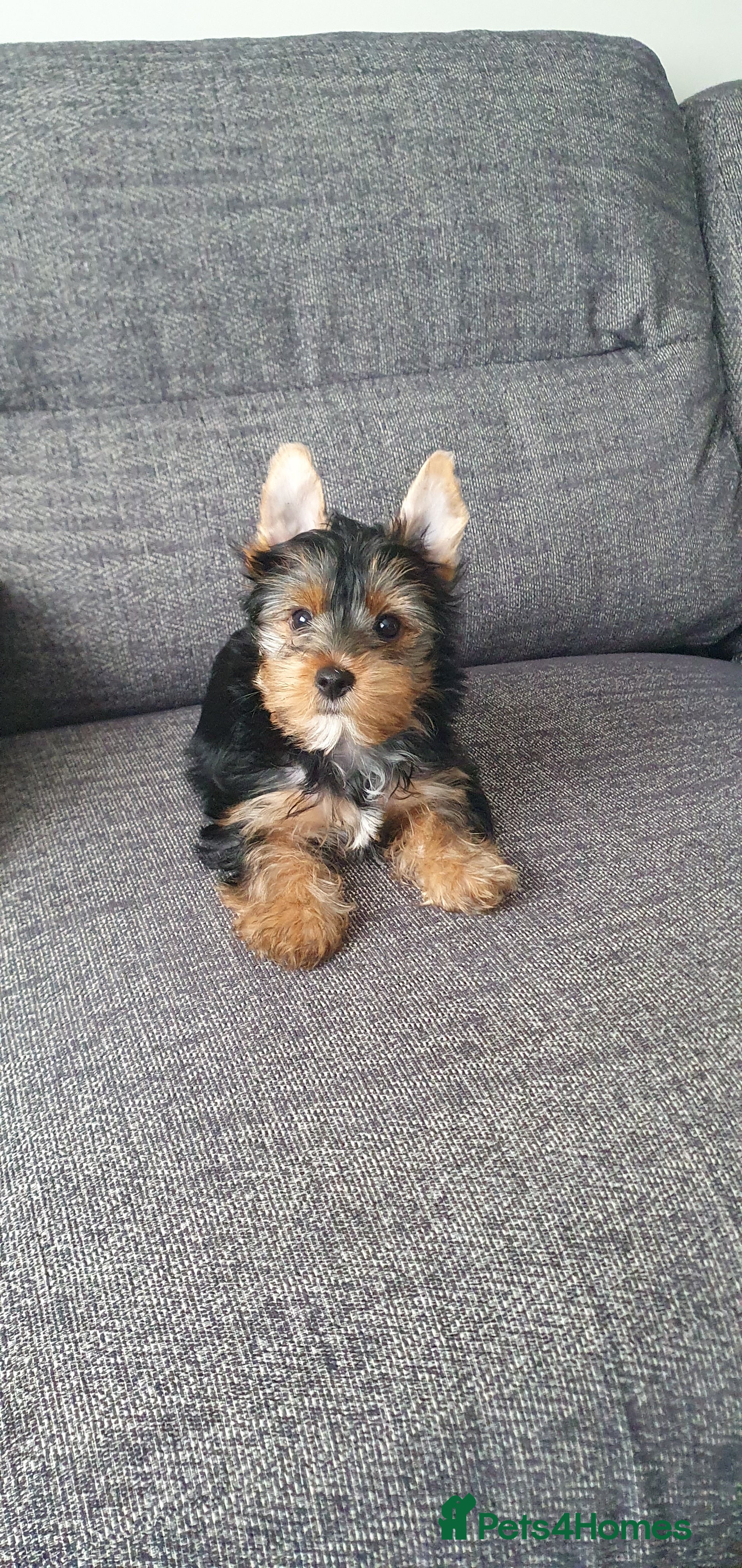 Yorkshire Terrier dogs  Beautiful little yorkie girl 🐶💕 - Advert 18