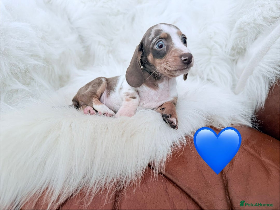 Miniature Dachshund dogs for sale: Stunning Litter of Miniature Dachshund Pups  - Image 13