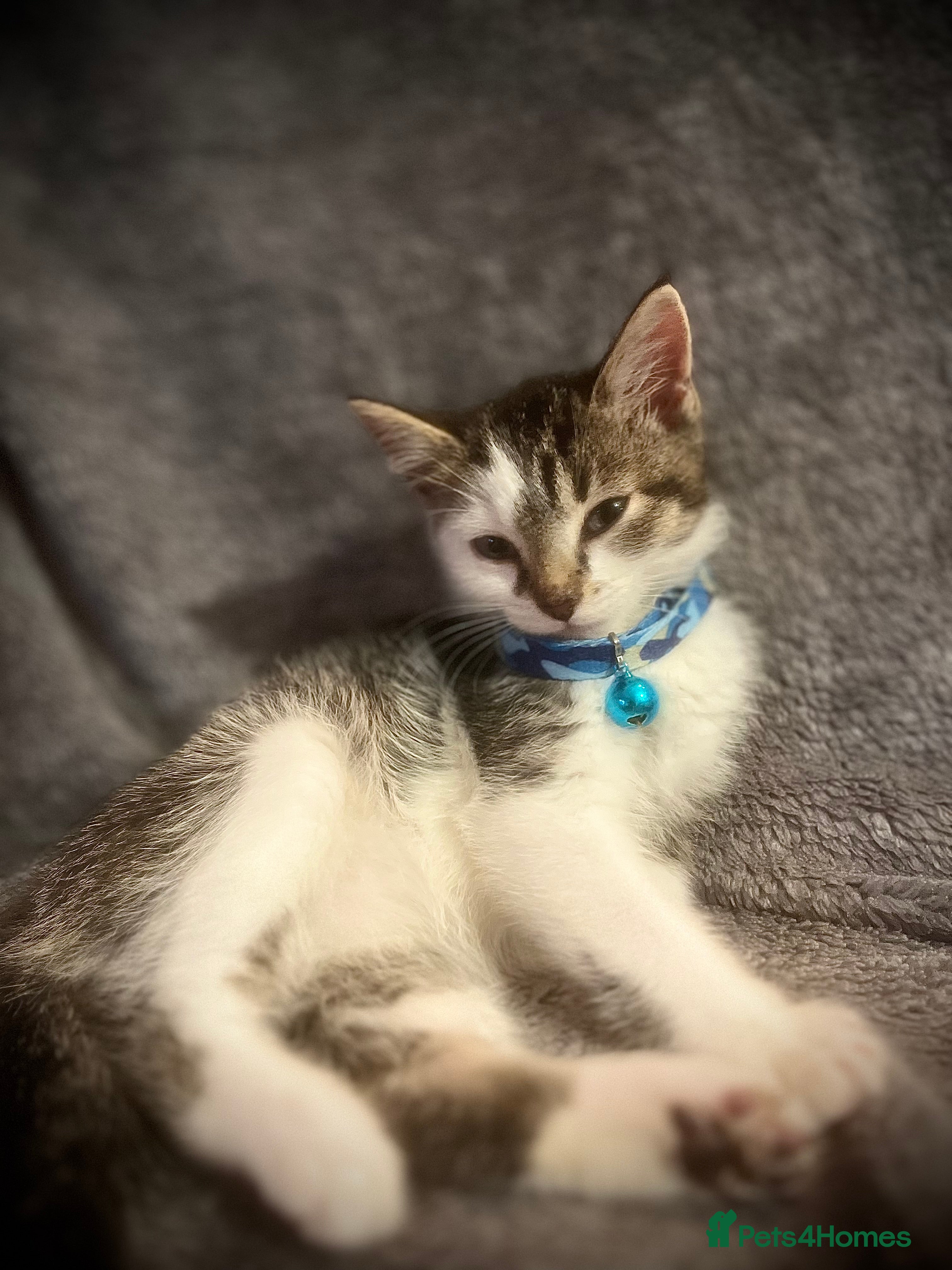 Mixed Breed cats 4 MONTH OLD TABBY MALE - Advert 1
