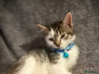 Mixed Breed cats 4 MONTH OLD TABBY MALE - Advert 1