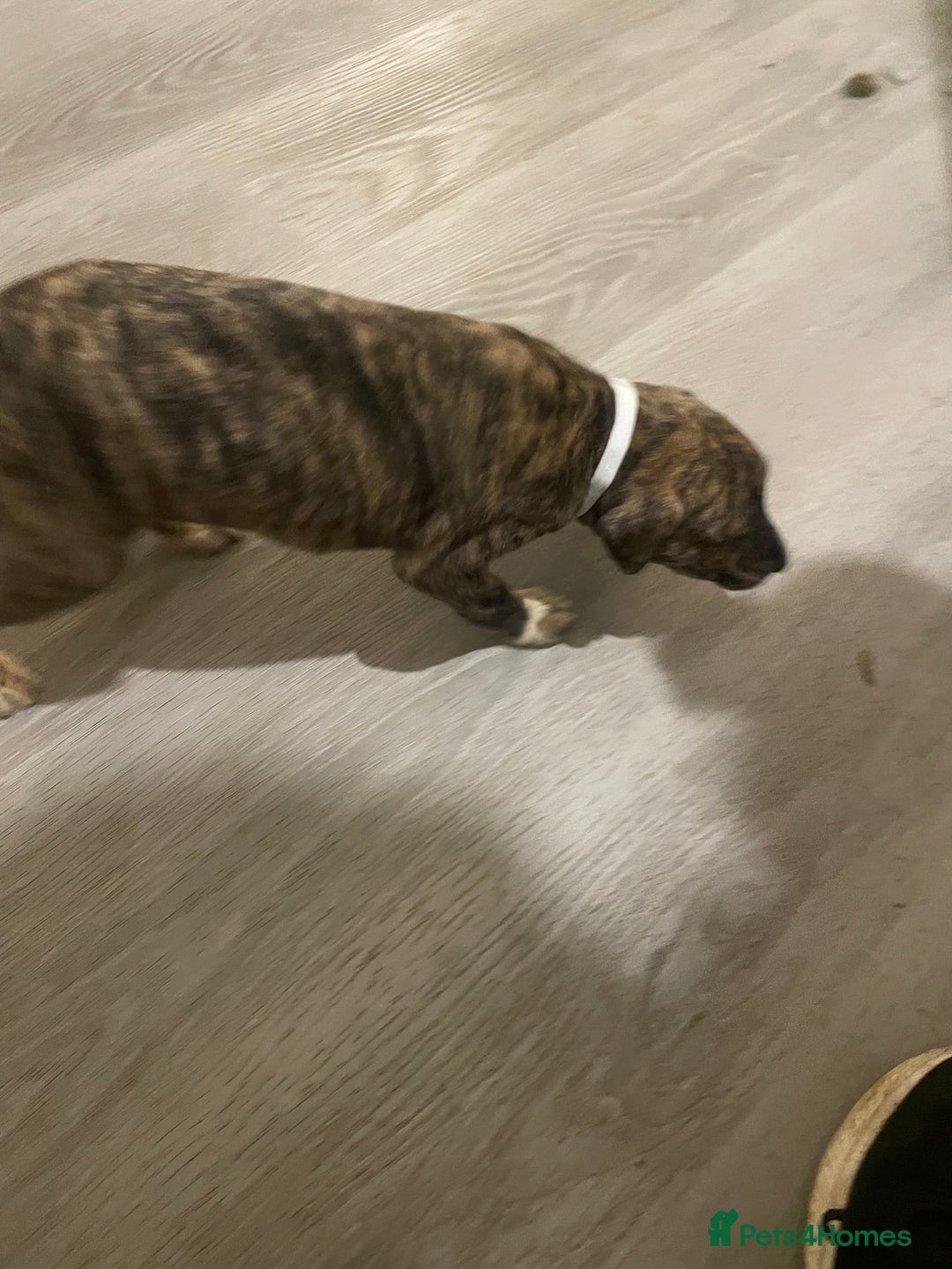 Lurcher dogs for sale: Greyhound/deerhound brindle lurchers - Advert 5